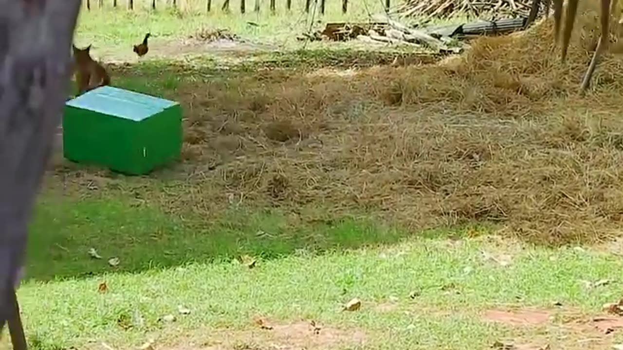 "Can't Stop Laughing at This Fake Tiger Prank on Dog!