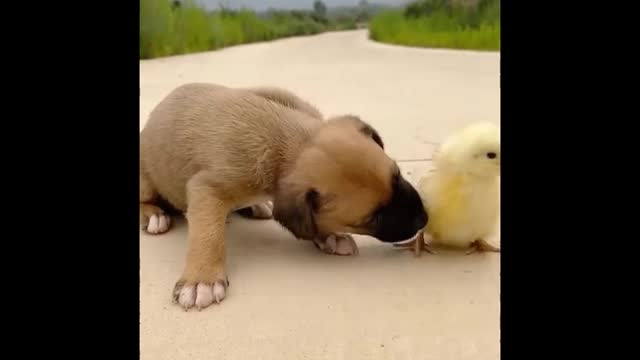 Cutest baby animals Videos Compilation Cute moment of the Animals episode : 10