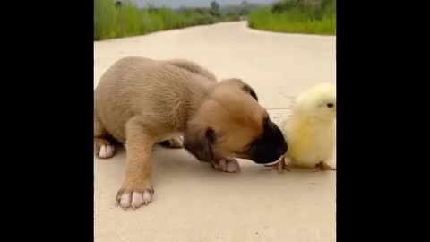 Cutest baby animals Videos Compilation Cute moment of the Animals episode : 10