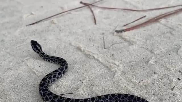 Pigmey Rattlesnake on the move