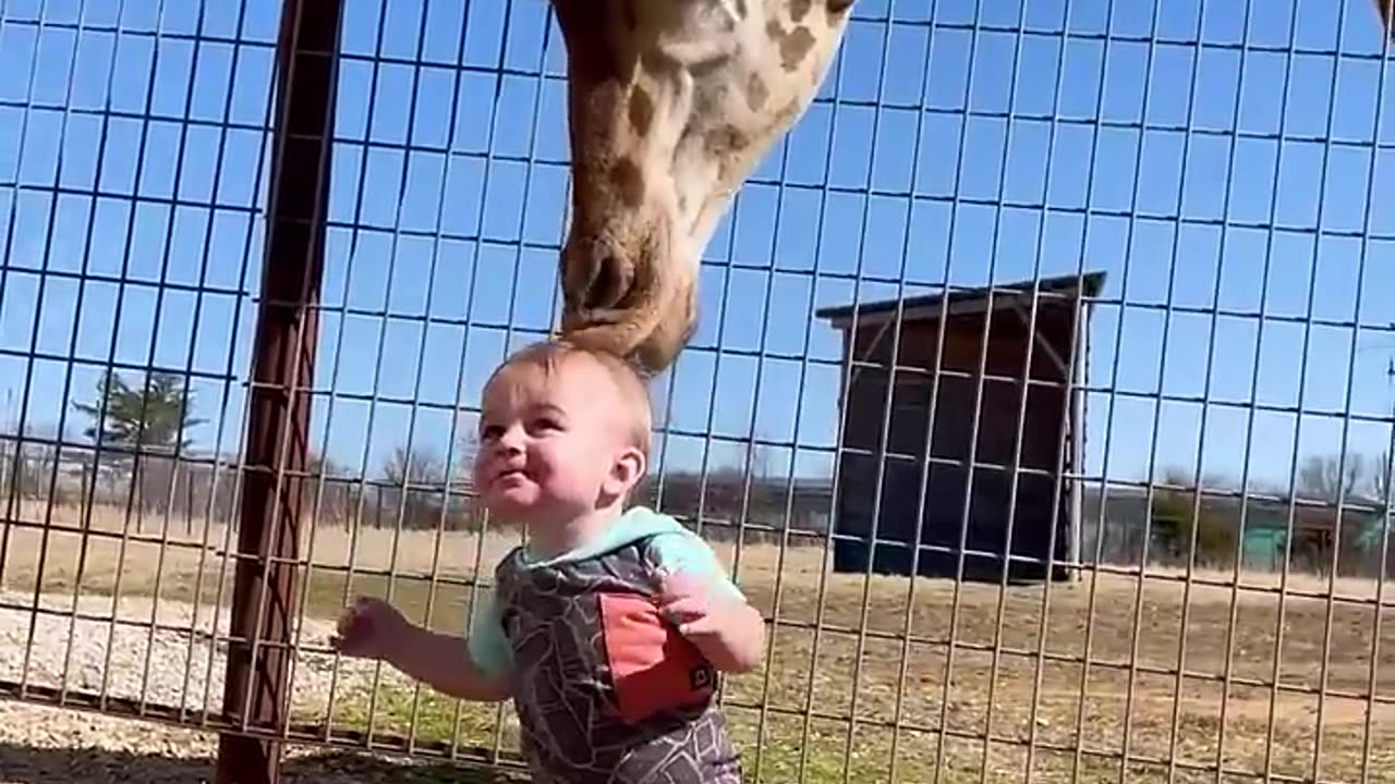 Cute Giraffe Gives Baby Smooches