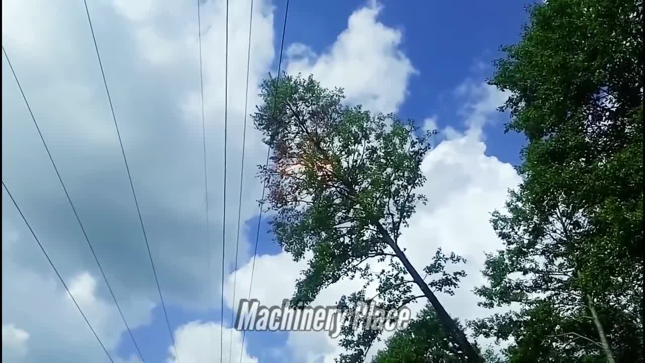 accident videos with trees