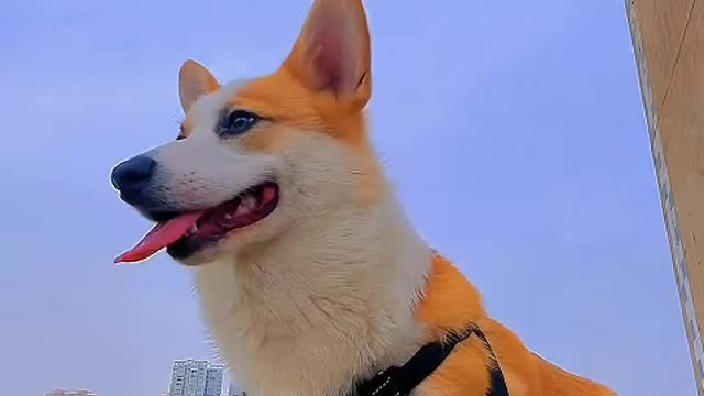 The real nature of dogs is the natural need to be friendly with others