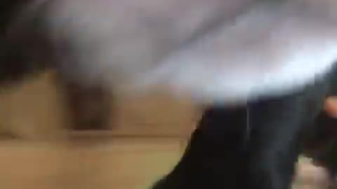 Small black and white dog follows camera up close