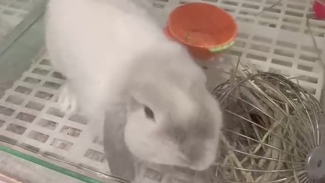 Lovely long eared rabbit, loves carrots