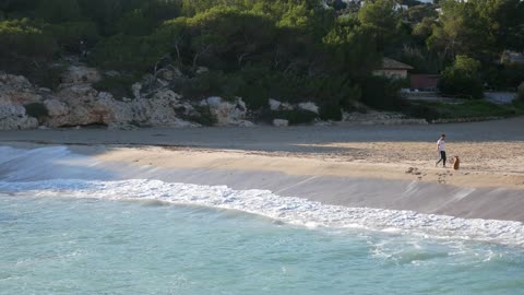 Cute dogs playing on the beach