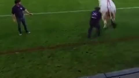 Bringing a bull to a football match