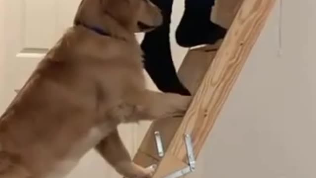 Funny golden retriever follows its owner everywhere