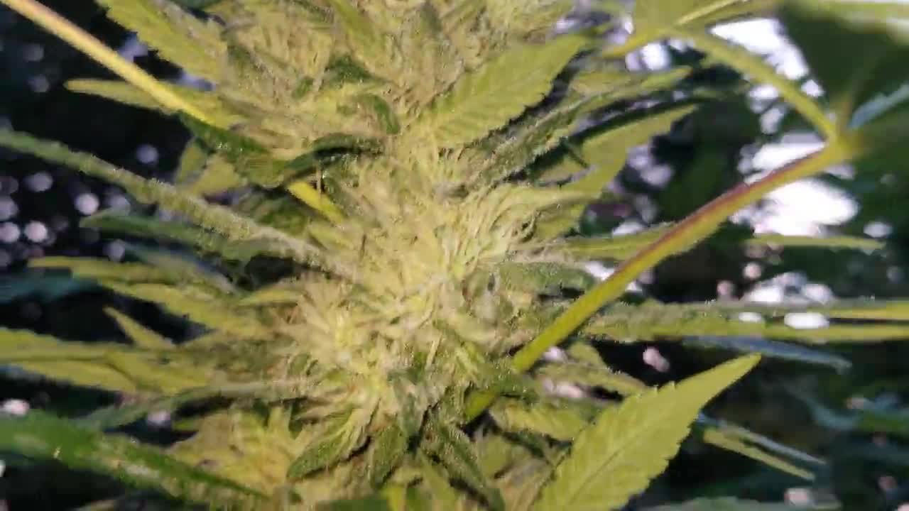 2021 Outdoor Cannabis Garden Tour | Garden Update [#17]