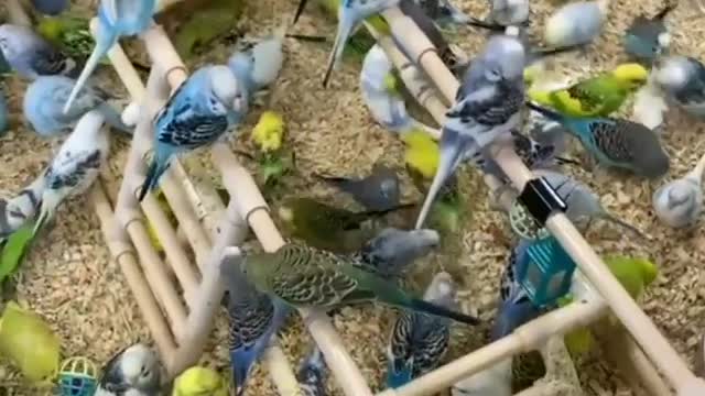 Bird Pets | This Is Amazing