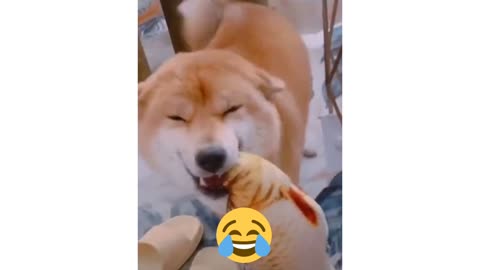 DOG IN HIGH SPIRITS