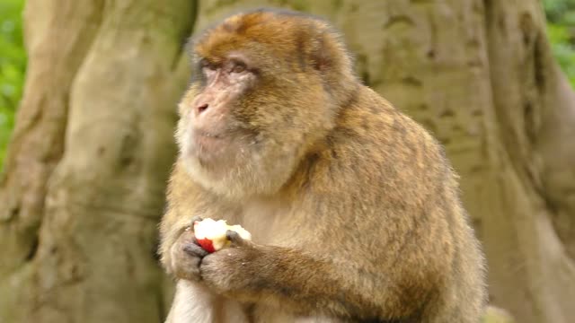 Macaque Ape eating apple