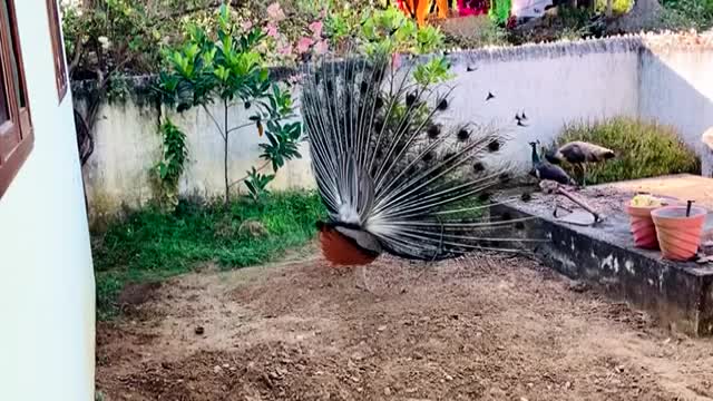 Amazing Peacock Dancing with Happy Mood