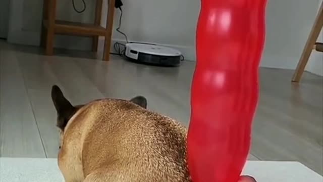 Dogs are so cute, happy dogs, happy hour for pets
