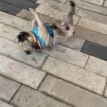 Silly dog loves to fool around when he's takes a walk