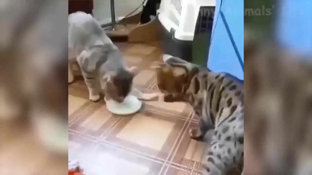 Funny Animal