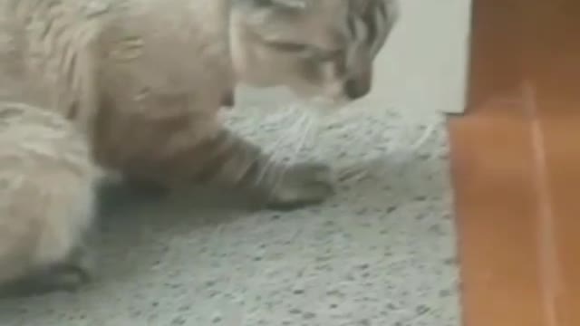 The rug got in the way of White's dinner.