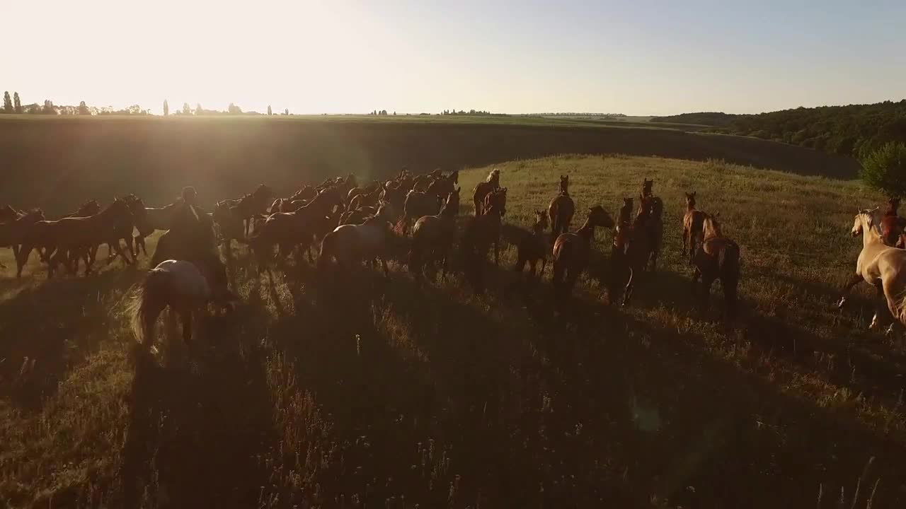 Group of running horses. Horseman and sunny sky