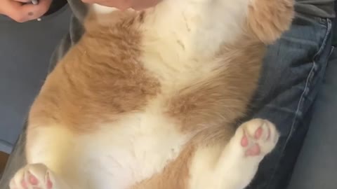 Cat - cut nails