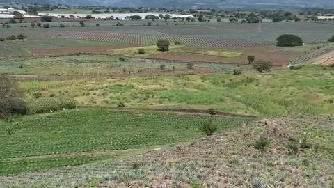 Agave de Amatitán Jalisco