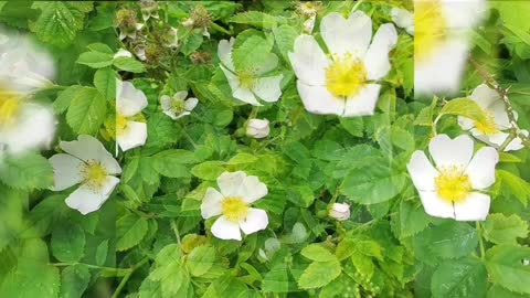 Wild roses