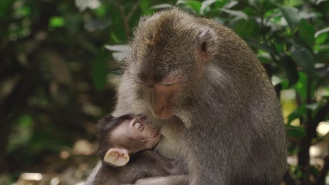 the monkey is feeding his little child