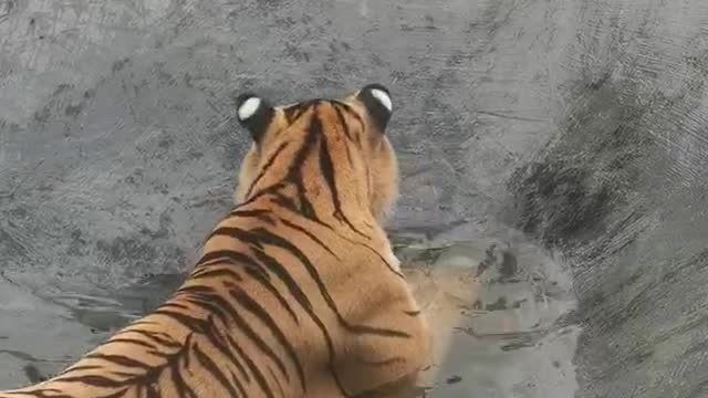 The tiger is playing in the water