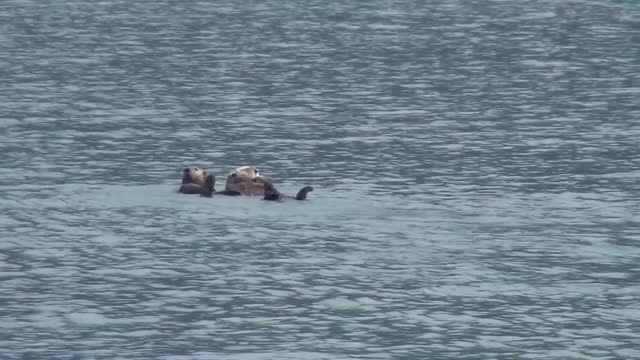 *spectacular sea otter swim*