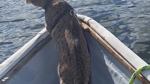 Cat rides the 12 foot nesting Swampscott dory