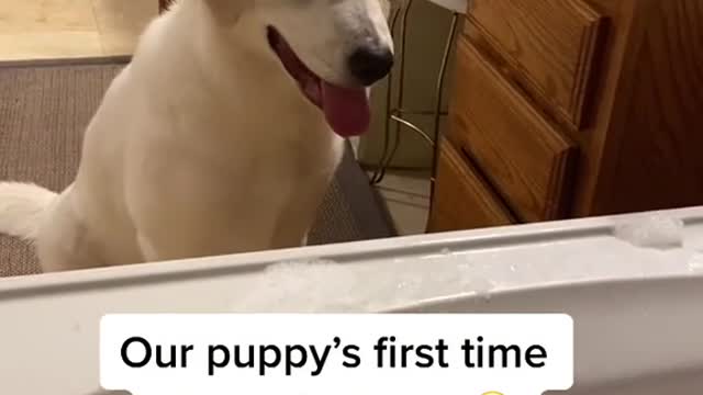 Cute Golden Retriever Puppy's Reaction with the First Time Seeing Bubbles!