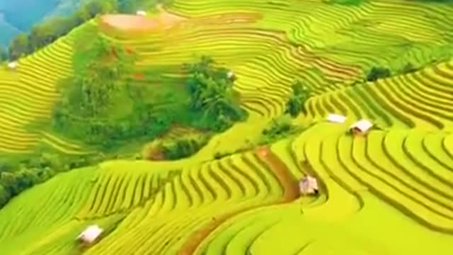 Terraces of tea fields in Vietnam