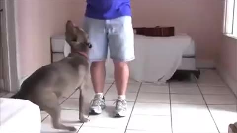 Online dog training video!!! Step by step!!?#97#97#usa