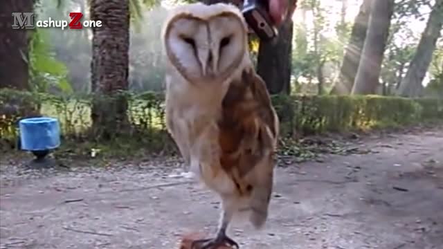 owl funny