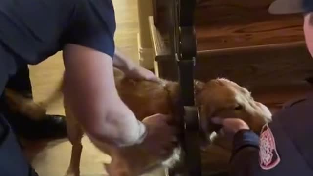 Take a look at how the dog got stuck