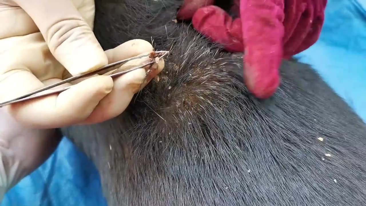 Removing Ticks From Dog, Dog Ticks Removing Clip Ticks Removal Videos EP (1)