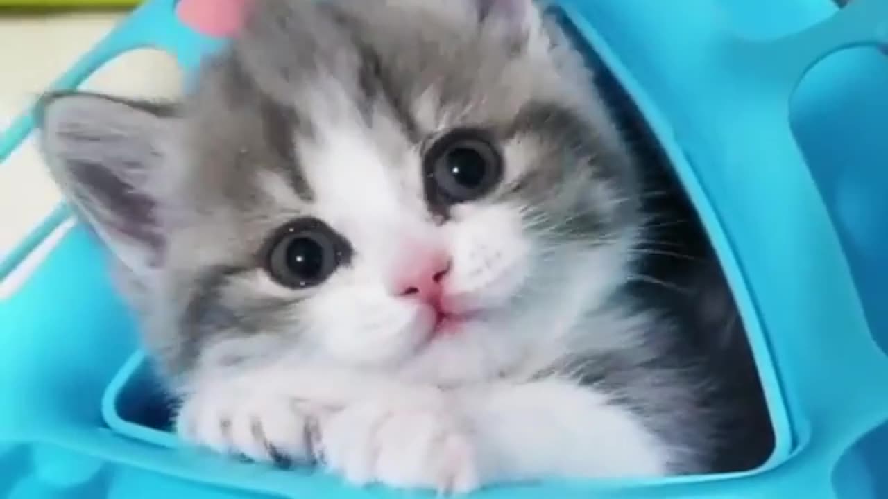 Adorable cat