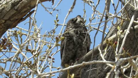 Colorado Great Horned Owl