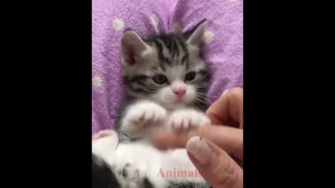 So many cute kittens videos compilation 2023