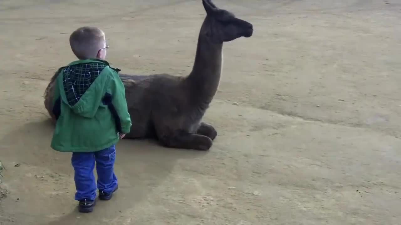 Llama spits in kid's face