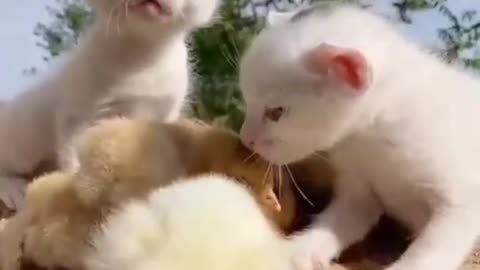 Cute kitten and Chicken Friendship ❤️🫀