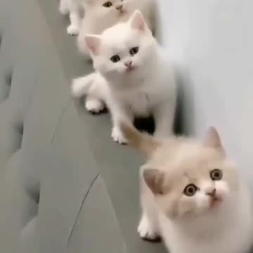 cutest little cats Soo cute 🥰🥰