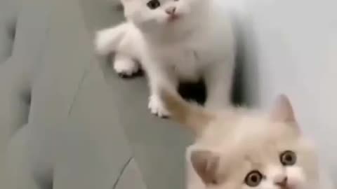 cutest little cats Soo cute 🥰🥰