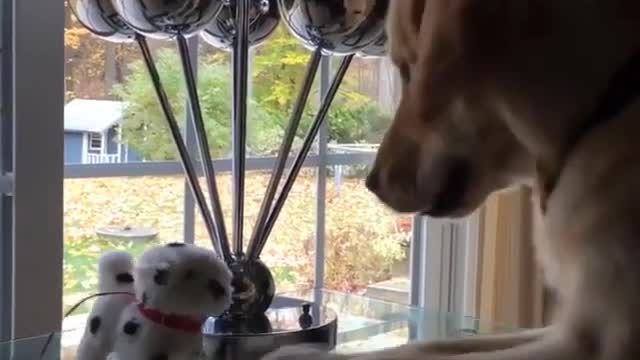 Golden Retriever Plays With Tiny Toy Pup