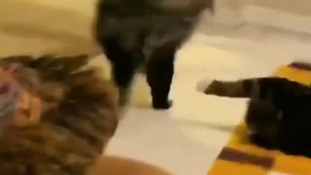 Funny and cute animals