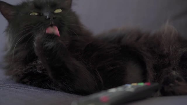 Black cat lies on a sofa with a remote control and washes