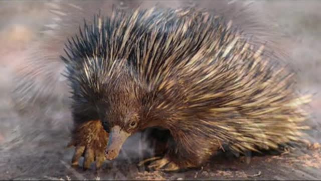 Strangest animals part 2