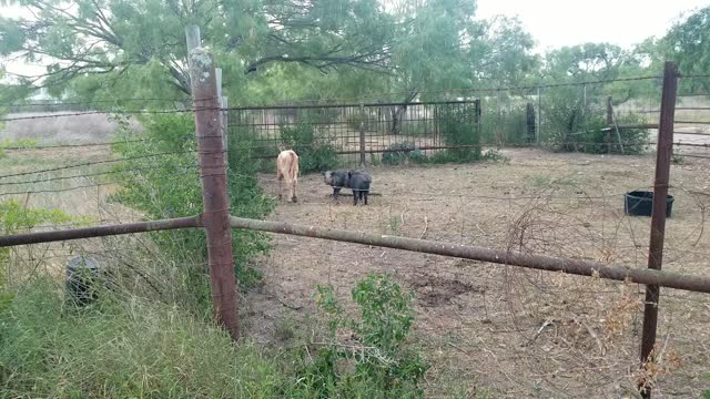 Piggy Friends