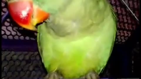 Smart and cut parrot