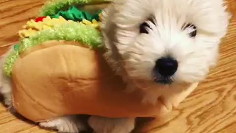 Taco Pup!!