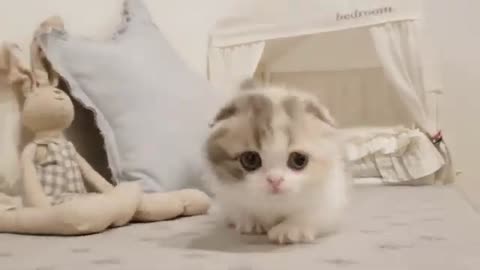 Cute cat playing.